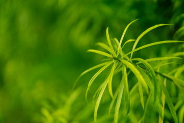 fresh green leaf nature background 