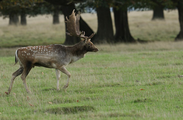 Naklejka na ściany i meble A stunning Fallow Deer Stag, Dama dama, walking across a field with attitude during the rut. 