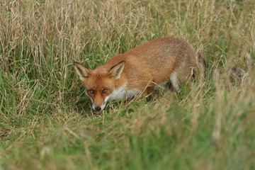 A beautiful wild Red Fox, Vulpes vulpes, poking out its tongue, whilst hunting for food in the long grass.