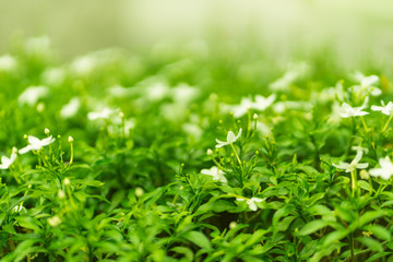 fresh green leaf nature background 