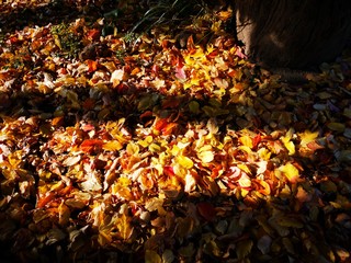 Herbst - buntes Laub