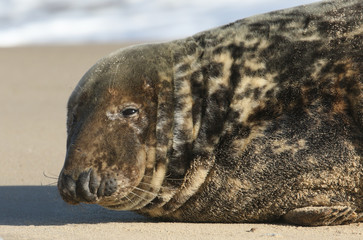 A head shot of a Grey Seal, Halichoerus grypus, relaxing on the beach.