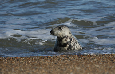 A beautiful Grey Seal, Halichoerus grypus, coming out of the sea onto the beach during breeding season.