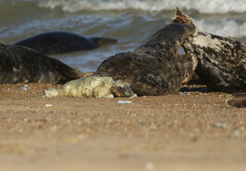 A cute newly born Grey Seal Pup, Halichoerus grypus, lying on the beach. Its mother can be seen in the background biting another seal to make it move away from its baby.