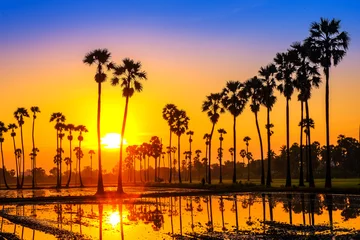 Foto op Plexiglas Sugar palm trees on the paddy field in sunrise, Pathum Thani Province, Thailand © subinpumsom