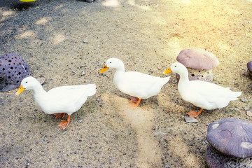 White duck on the walk