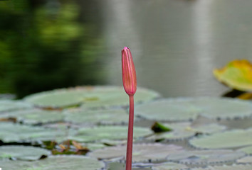 Lotus flower planted in the pond That has begun to bloom With beautiful colors And natural