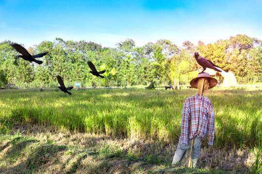 scarecrow and crow on  rice field background