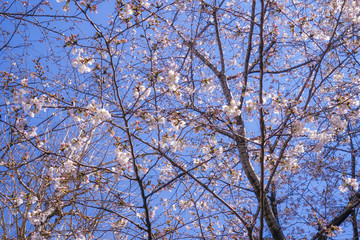 東京都・駒込駅周辺の桜並木