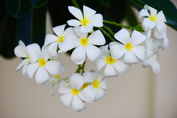 Beautiful white plumeria flowers in the garden