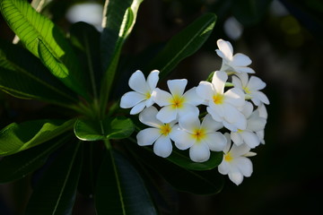Beautiful white plumeria flowers in the garden