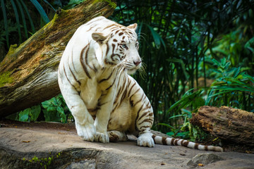 ジャングルに佇むホワイトタイガー