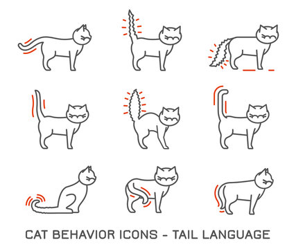 Cat Behavior Icons