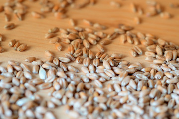Obraz premium Wheat grains scattered on a wooden surface close-up. Toned background