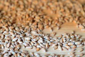 Wheat grains scattered on a wooden surface close-up. Toned background