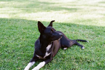cute dog border collie