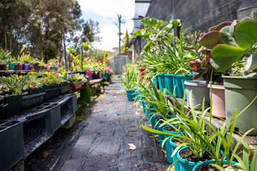 plants in greenhouse