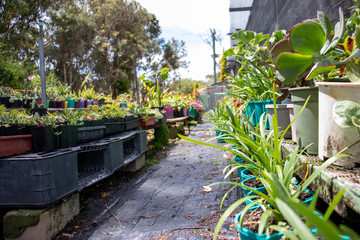 plants in greenhouse