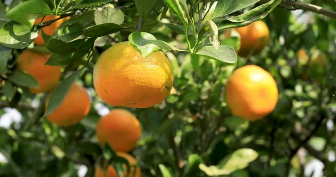 Ripe orange fruit hanging on a tree.ripe and juicy orange in fruit plantation.the wind is waving leaves.