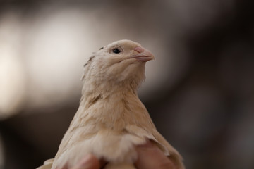 White texas quail in male hands. Organic farming. Close-up.