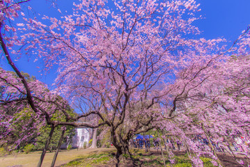 Obraz na płótnie Canvas 枝垂れ桜と晴天の青空
