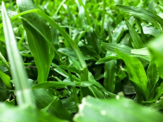 Obraz premium Świeża poranna trawa w moim ogrodzie