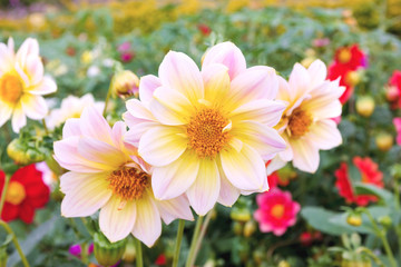 Closeup Pink cosmos flowers