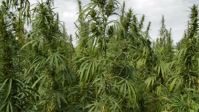 Marijuana, hemp field