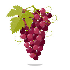 Grapes Roze vine Fruit Illustration Icon Vector