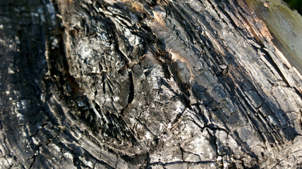 wood texture with burnt and blackened bark closeup