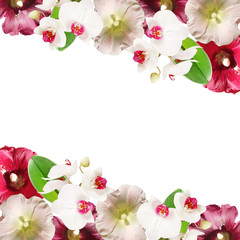 Beautiful floral background of mallow and orchid. Isolated
