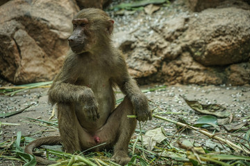 シンガポール動物園のマントヒヒのイメージ