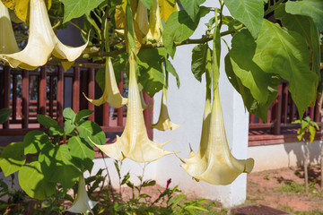Brugmansia x candida Pers or Angel’s Trumpet flower