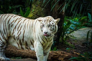 Fototapeta na wymiar ジャングルに佇むホワイトタイガー
