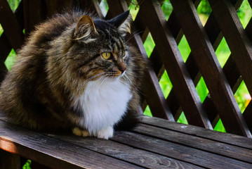 fluffy beautiful domestic cat sitting on a bench in a wooden gazebo and stares away