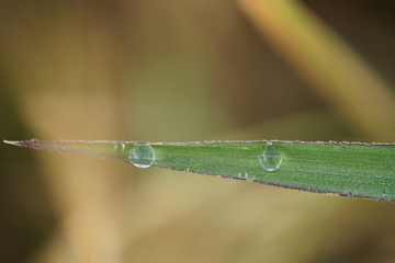 Macro photo of dew in the green leaf. Macro bugs and insects world. Nature in spring concept.