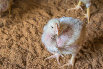 healthy chicks are growing in the poultry farm 