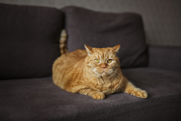 big red fat cat lies on the sofa, dark tone