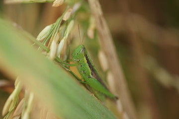 Macro photo of insects and bugs in the green leaf. Macro bugs and insects world. Nature in spring concept.