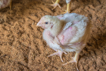 healthy chicks are growing in the poultry farm 