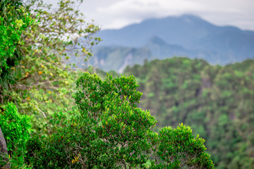 High angle natural scenery wallpaper On the top of the hill, you can see a wide variety of mountains, various plants, blurred through the wind while watching nature, seen in rural tourist attractions.