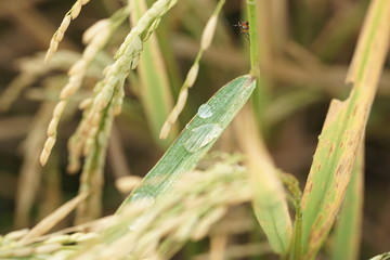 Macro photo of insects and bugs in the green leaf. Macro bugs and insects world. Nature in spring concept.