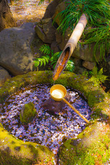 こけら落としと桜の花びら