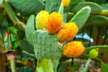 Prickly pear cactus with orange fruits close-up