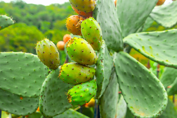 Prickly pear cactus with green fruits close-up