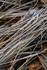 Background of autumn leaves in the frost to october or november