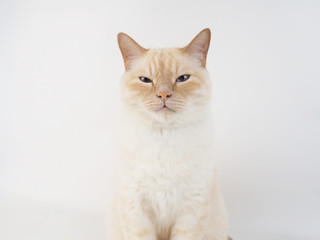 Thai cream point cat, white cat with red nose and tail on white background