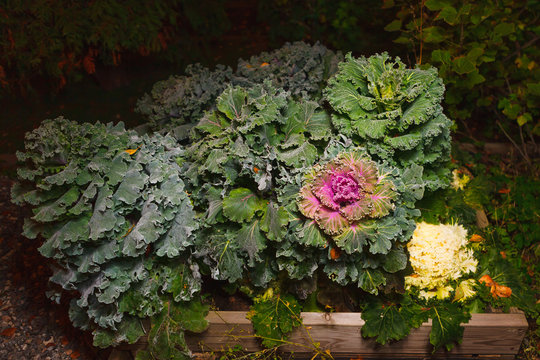 seedbed of colorful blooming ornamental cabbage flower (cauliflower) with frost