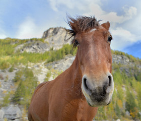 funny portrait of an horse with mane in the wind with mountain background