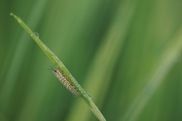 Macro photo of insects and bugs in the green leaf. Macro bugs and insects world. Nature in spring concept.
